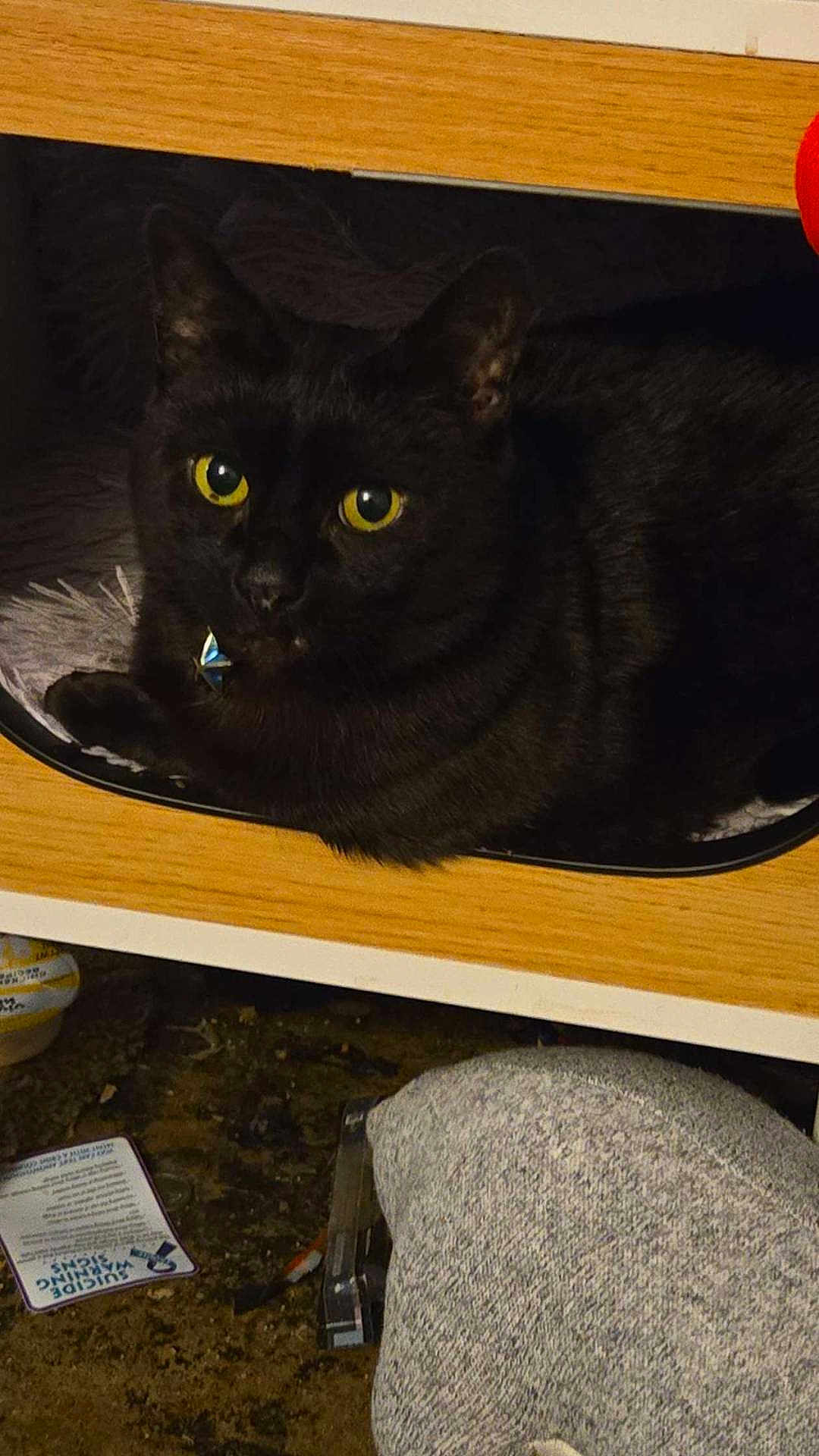 Pearl is registered to the contest to win money with this photo: black_cat, cat, yellow_eyes, wooden_cubby, pet, indoor, cozy, feline, curious, close_up, animal, domestic_cat, resting, looking, fur, home, soft_texture, collar, cute, companion
