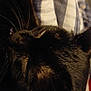 Pearl is registered to the contest to win money with this photo: cat, black_cat, close_up, fur, whiskers, sleeping, pet, animal, domestic_animal, head, texture, striped_background, fabric, resting, indoor, soft_lighting, quiet, cozy, feline, mammal