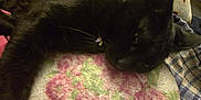 Pearl joined the competition — help win amazing prizes! black_cat, cat, pet, animal, sleepy, blanket, floral_pattern, cozy, resting, indoor, fur, whiskers, ears, close_up, relaxation, domestic_cat, soft_texture, comfort, lying_down, home