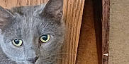 Cora is registered to the contest to win money with this photo: cat, gray_cat, pet, indoor, carpet, wooden_furniture, collar, bell, curious, animal, eyes, whiskers, closeup, feline, domestic_cat, floor, home, cute, looking, young_cat
