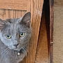 cat, gray_cat, pet, indoor, carpet, wooden_furniture, collar, bell, curious, animal, eyes, whiskers, closeup, feline, domestic_cat, floor, home, cute, looking, young_cat