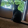 cat, black_cat, window, tree, green_leaves, carpet, indoor, silhouette, pet, animal, nature, daylight, feline, sitting, looking_back, home, cozy, quiet, shadow, relaxing