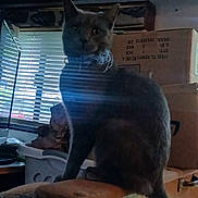 Cora is registered to the contest to win money with this photo: cat, gray_cat, indoor, window_blinds, light_streaks, box, wood, furniture, pet, animal, sitting, household, clutter, shadow, dark, feline, curious, still_life, domestic_animal, quiet