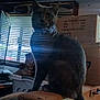 cat, gray_cat, indoor, window_blinds, light_streaks, box, wood, furniture, pet, animal, sitting, household, clutter, shadow, dark, feline, curious, still_life, domestic_animal, quiet