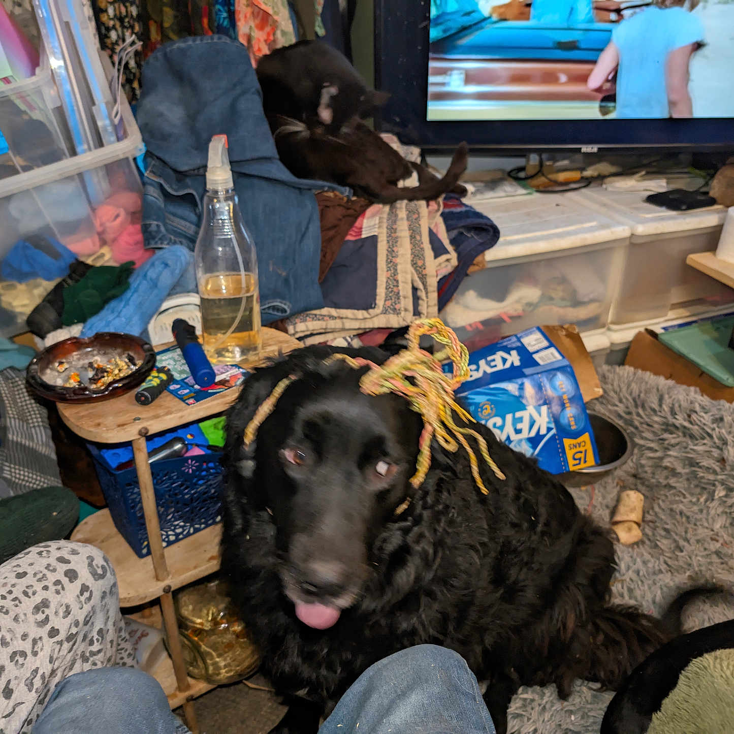 Jake is registered to the contest to win money with this photo: animal, architecture, building, canine, computerhardware, couch, dog, electronics, furniture, hardware, indoors, livingroom, monitor, person, pet, room, screen, table, tv, wood