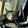 cat, tabby, indoor, window, sunlight, relaxed, feline, pet, cozy, resting, fur, yellow_eyes, domestic_animal, comfort, shadow, fabric, curtain, leisure, animal, portrait