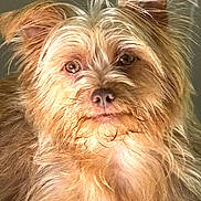 Hulk participe au concours pour gagner de l'argent avec cette photo : animal, canine, close_up, cute, dog, ears, face, fur, furry, golden_brown, indoor, looking_at_camera, pet, pet_photo, phone_interface, portrait, screenshot, scruffy, timestamp, whiskers