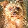 animal, canine, close_up, cute, dog, ears, face, fur, furry, golden_brown, indoor, looking_at_camera, pet, pet_photo, phone_interface, portrait, screenshot, scruffy, timestamp, whiskers