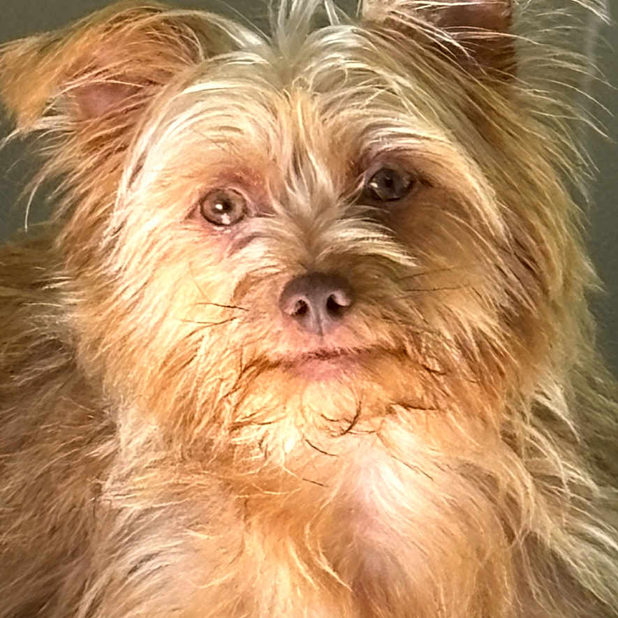 Hulk participe au concours pour gagner de l'argent avec cette photo : animal, canine, close_up, cute, dog, ears, face, fur, furry, golden_brown, indoor, looking_at_camera, pet, pet_photo, phone_interface, portrait, screenshot, scruffy, timestamp, whiskers