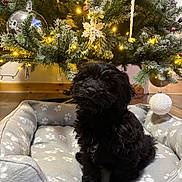 Arlo joined the competition — help win amazing prizes! animal, black_fur, christmas, christmas_tree, cozy, cute, decorations, dog, festive, holiday, holiday_lights, indoors, ornaments, paw_prints, pet, pet_bed, pine_tree, puppy, twinkling_lights, wooden_floor