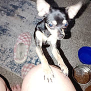 Dasiey joined the competition — help win amazing prizes! animal, black_dog, carpet, chihuahua, cute, dog, flash, floor, food_bowl, home, indoor, leg, paw, person, pet, shadow, slippers, small_dog, tan_markings, water_bowl