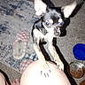 animal, black_dog, carpet, chihuahua, cute, dog, flash, floor, food_bowl, home, indoor, leg, paw, person, pet, shadow, slippers, small_dog, tan_markings, water_bowl