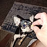 Dasiey is registered to the contest to win money with this photo: animal, anticipation, black, brown, carpet, close_up, cute, dog, footwear, hand, indoor, paw, person, pet, rug, small_dog, sniffing, tan, treat, waiting