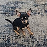 dog, chihuahua, small_dog, black_and_tan, pet, indoor, carpet, patterned_rug, ears_up, sitting, looking_up, floor, white_shoes, human_feet, cozy, companion, animal, cute, domestic_animal, tiny