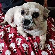 Tito joined the competition — help win amazing prizes! animal, blanket, close_up, companion, cozy, cute, dog, face, fur, human_arm, indoor, lying_down, paw, person, pet, red_blanket, resting, small_dog, snowman_pattern, white_dog