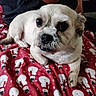 dog, small_dog, white_dog, pet, lying_down, blanket, red_blanket, snowman_pattern, indoor, person, human_arm, fur, cute, animal, companion, resting, cozy, close_up, paw, face