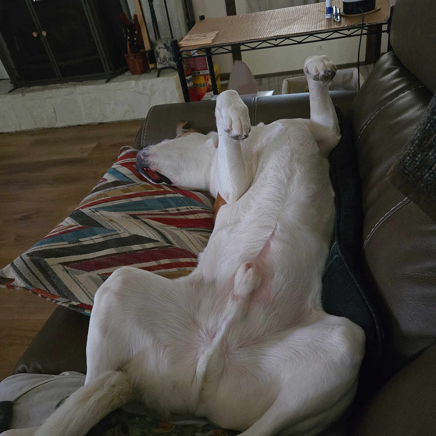 Jax is registered to the contest to win money with this photo: animal, canine, comfort, couch, cozy, dog, fireplace, fur, home, indoor, legs_up, living_room, lying_down, paw, pet, pillow, relaxed, resting, sleeping, white_dog