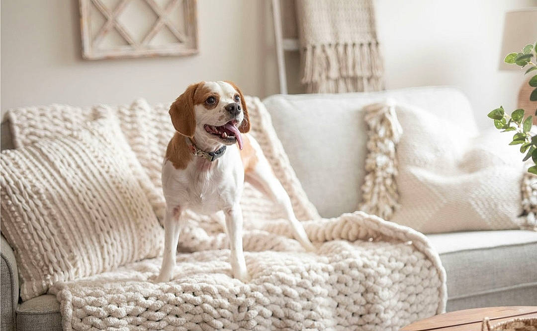 Sammy is registered to the contest to win money with this photo: building, carnivore, comfort, companion_dog, couch, dog, dog_breed, door, fawn, floor, flooring, fur, hardwood, liver, living_room, pet_supply, room, tail, wood, working_animal