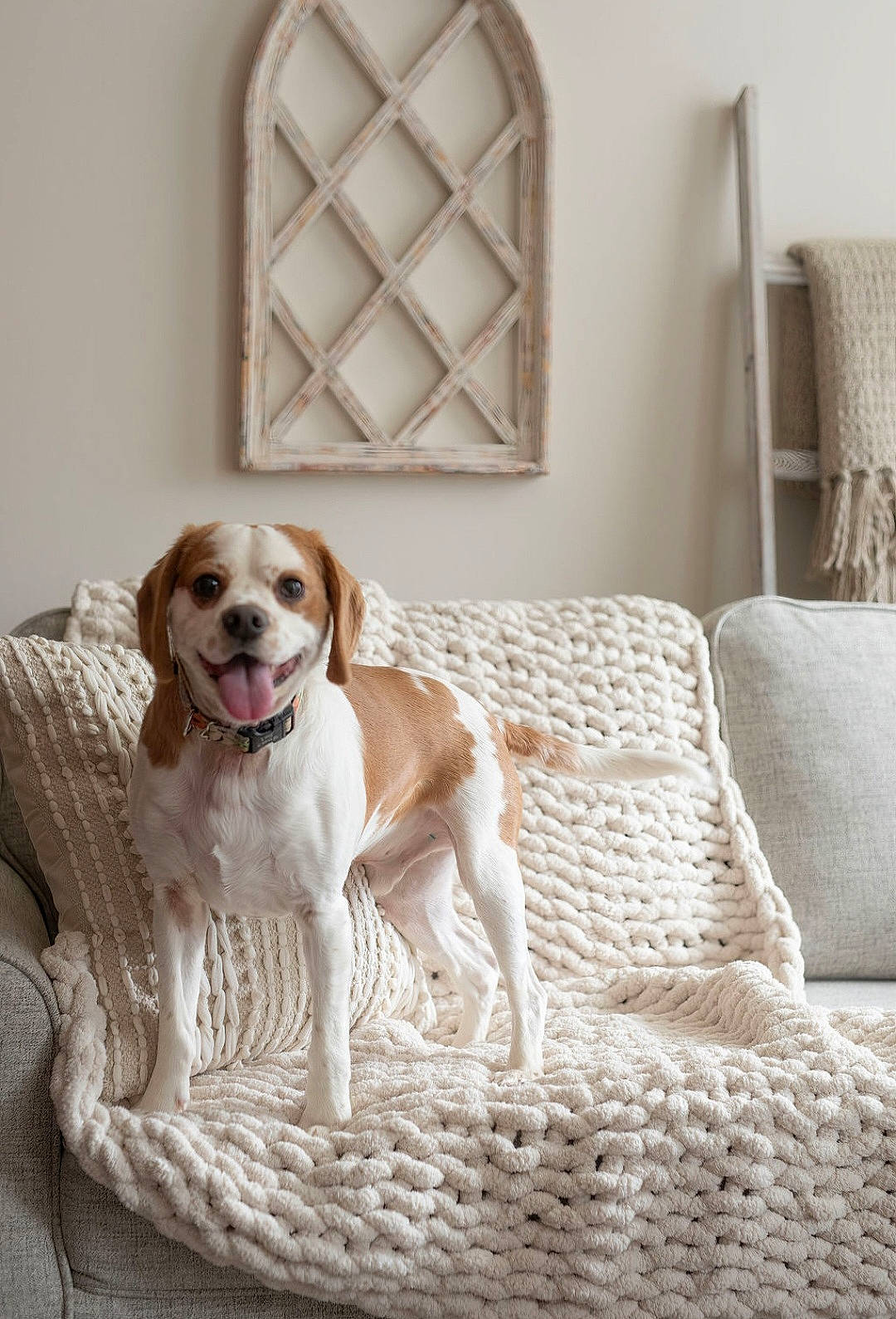 Sammy joined the competition — help win amazing prizes! carnivore, comfort, companion_dog, couch, dog, dog_breed, door, fawn, floor, flooring, furniture, hardwood, house, interior_design, lamp, liver, living_room, window, window_blind, wood
