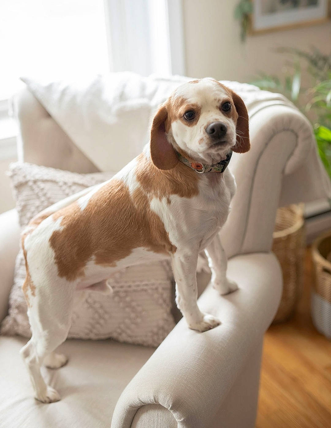 Sammy joined the competition — help win amazing prizes! carnivore, clock, comfort, companion_dog, couch, dog, dog_breed, fawn, flooring, gun_dog, hardwood, hound, houseplant, plant, scent_hound, snout, sporting_group, toy, wood, working_animal