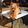 Pepe joined the competition — help win amazing prizes! animal, canine, daylight, dog, domestic_animal, fluffy, fur, leisure, outdoor, paw, pet, pet_bed, relaxing, resting, small_dog, summer, sunlight, sunny, tongue_out, wooden_deck