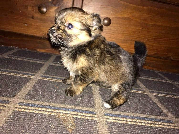 Twinkie is registered to the contest to win money with this photo: bolonka, cairn_terrier, canidae, carnivore, chinese_imperial_dog, companion_dog, dog, dog_breed, fawn, havanese, mammal, morkie, norwich_terrier, puppy, rare_breed_dog, shih_tzu, snout, sporting_group, toy_dog, vertebrate