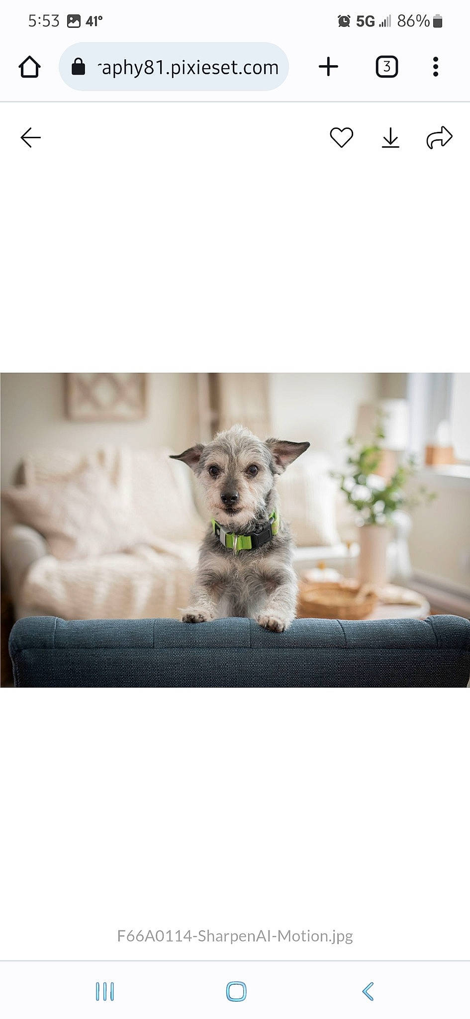 Bear Bear joined the competition — help win amazing prizes! art, carnivore, comfort, companion_dog, couch, dog, dog_breed, drinkware, flowerpot, font, fur, furniture, grey, home_accessories, houseplant, linens, plant, rectangle, room, working_animal