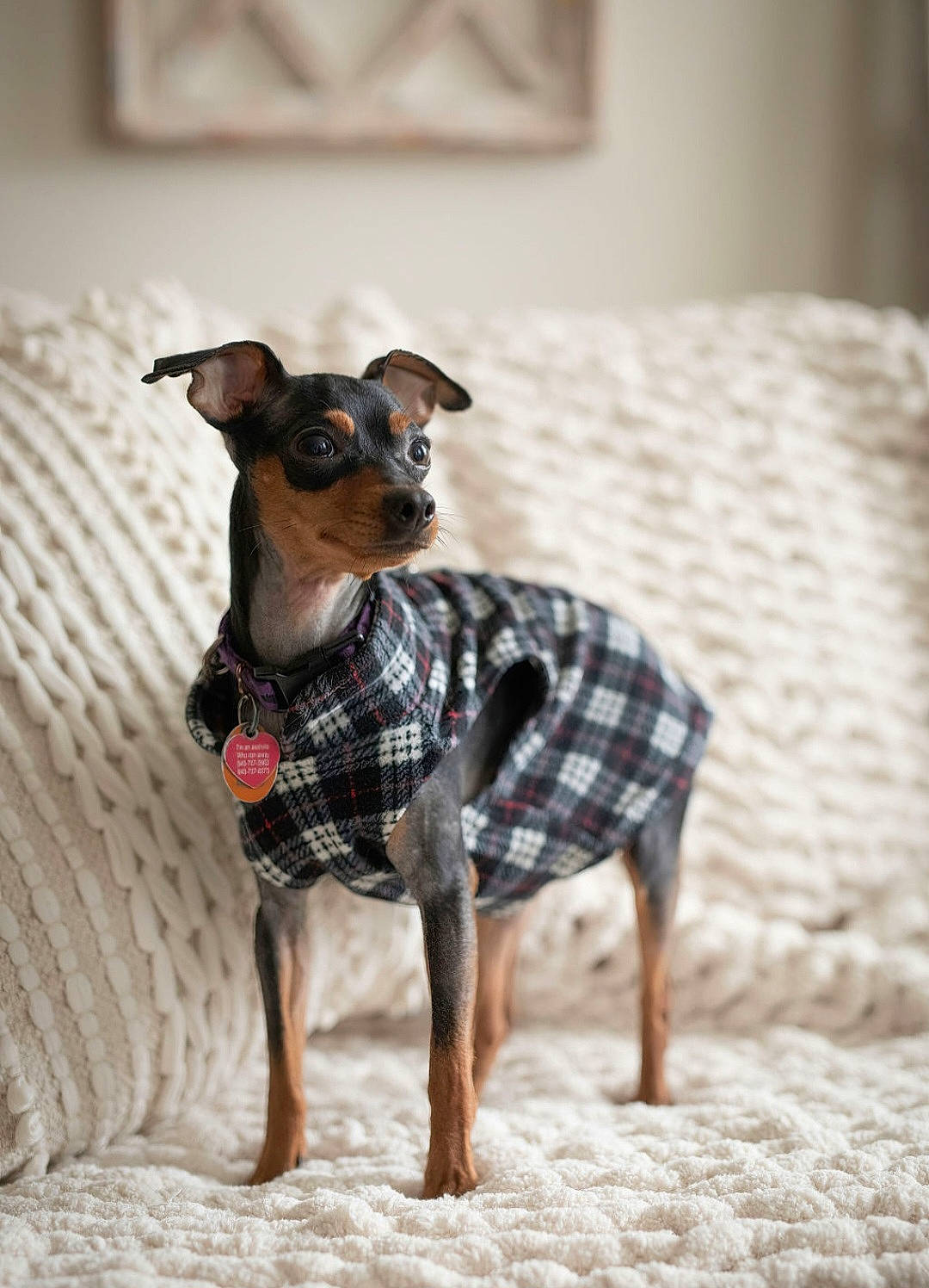 Diesel joined the competition — help win amazing prizes! carnivore, companion_dog, couch, dog, dog_breed, dog_clothes, dog_supply, fawn, fur, grey, mammal, pattern, sleeve, snout, tartan, terrestrial_animal, toy_dog, whiskers, wood, working_animal