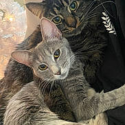 Chewbacca joined the competition — help win amazing prizes! animal, cat, close_up, companionship, cozy, cuddle, cute, domestic_animal, ears, eyes, feline, fur, gray_cat, indoor, pet, portrait, relaxation, snuggle, tabby_cat, whiskers