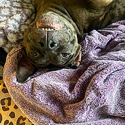 Mystique is registered to the contest to win money with this photo: animal, blanket, canine, cozy, cute, dog, ears, face, fur, indoor, leopard_print, nose, pet, playful, purple_blanket, relaxed, resting, smiling, teeth, upside_down
