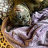 animal, blanket, canine, cozy, cute, dog, ears, face, fur, indoor, leopard_print, nose, pet, playful, purple_blanket, relaxed, resting, smiling, teeth, upside_down