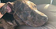 Mystique is registered to the contest to win money with this photo: animal, blanket, bulldog, canine, cushion, dog, face, furniture, greatdane, head, homedecor, hound, labradorretriever, person, pet, photography, pig, portrait, puppy, sleeping