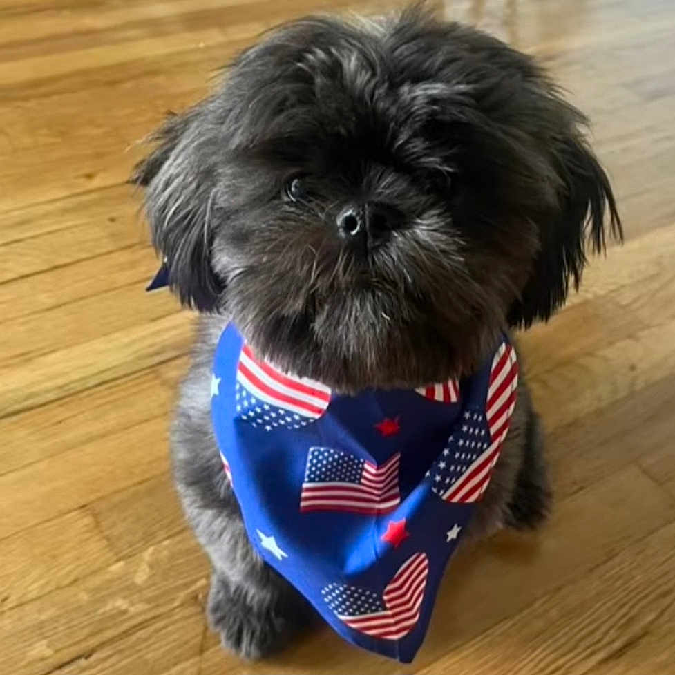 Milo joined the competition — help win amazing prizes! adorable, american_flag, animal, bandana, black_dog, blue_bandana, companion, cute, dog, domestic_animal, fluffy, friendly, fur, indoor, looking_up, pet, portrait, sitting, small_dog, wooden_floor