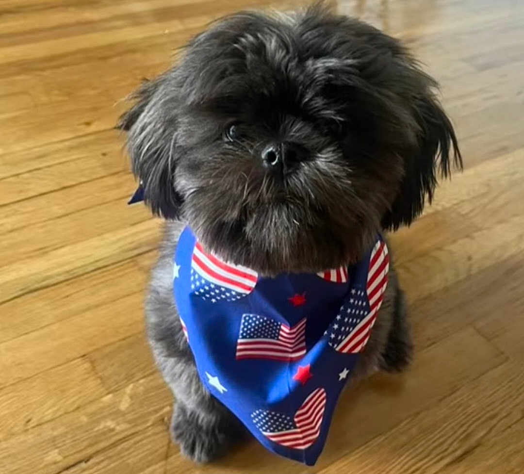 Milo joined the competition — help win amazing prizes! dog, black_dog, bandana, american_flag, blue_bandana, pet, wooden_floor, indoor, small_dog, cute, fluffy, fur, sitting, looking_up, adorable, animal, companion, domestic_animal, portrait, friendly