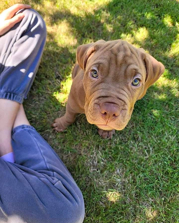 Sako joined the competition — help win amazing prizes! bag, canidae, carnivore, companion_dog, dog, dog_breed, electric_blue, fawn, grass, human_leg, liver, luggage_and_bags, non_sporting_group, shorts, snout, soil, sporting_group, terrestrial_animal, working_animal, wrinkle