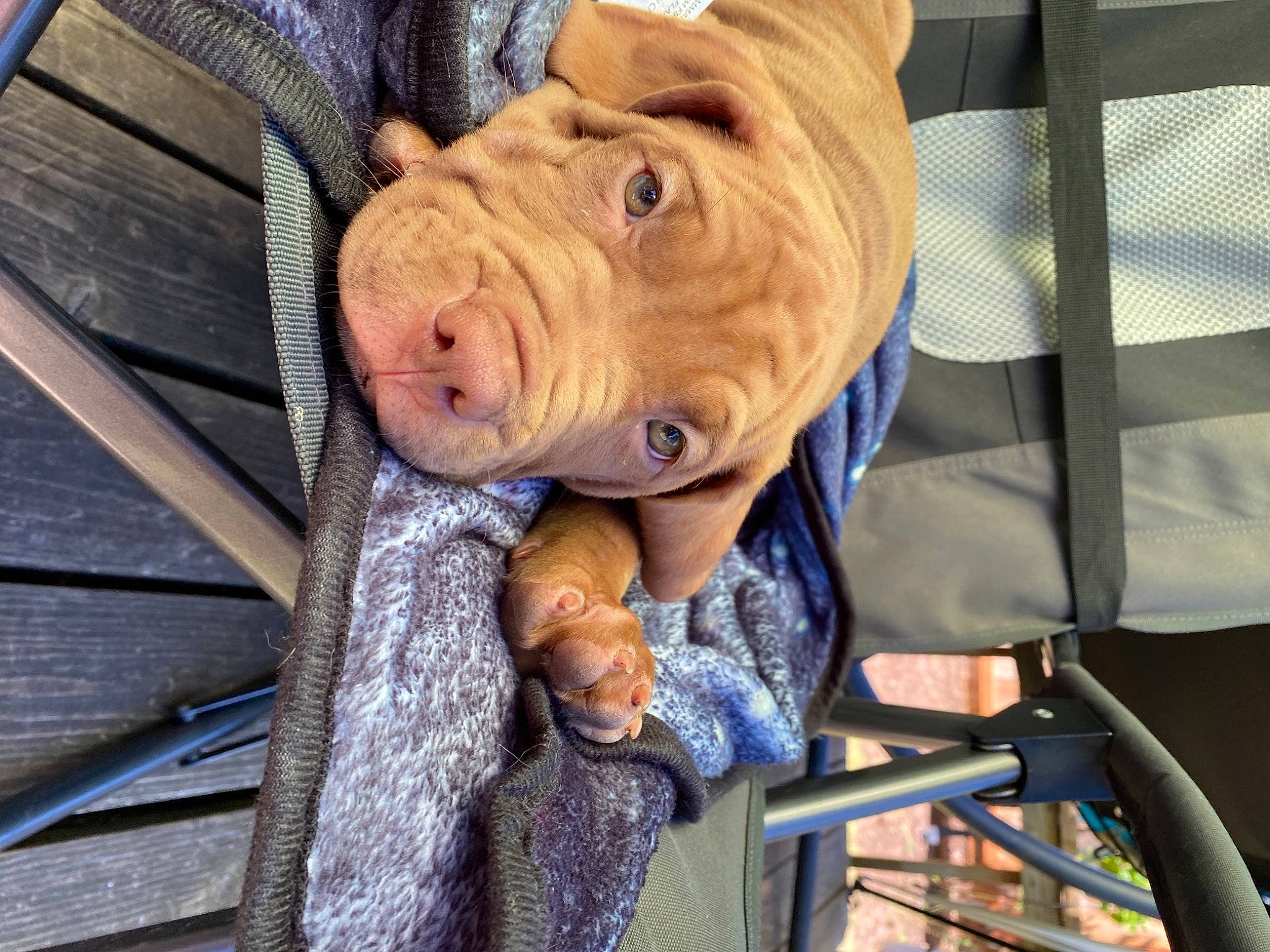 Sako joined the competition — help win amazing prizes! art, carving, companion_dog, dog_breed, domestic_pig, fawn, fur, snout, suidae, terrestrial_animal, whiskers, wood, working_animal, wrinkle