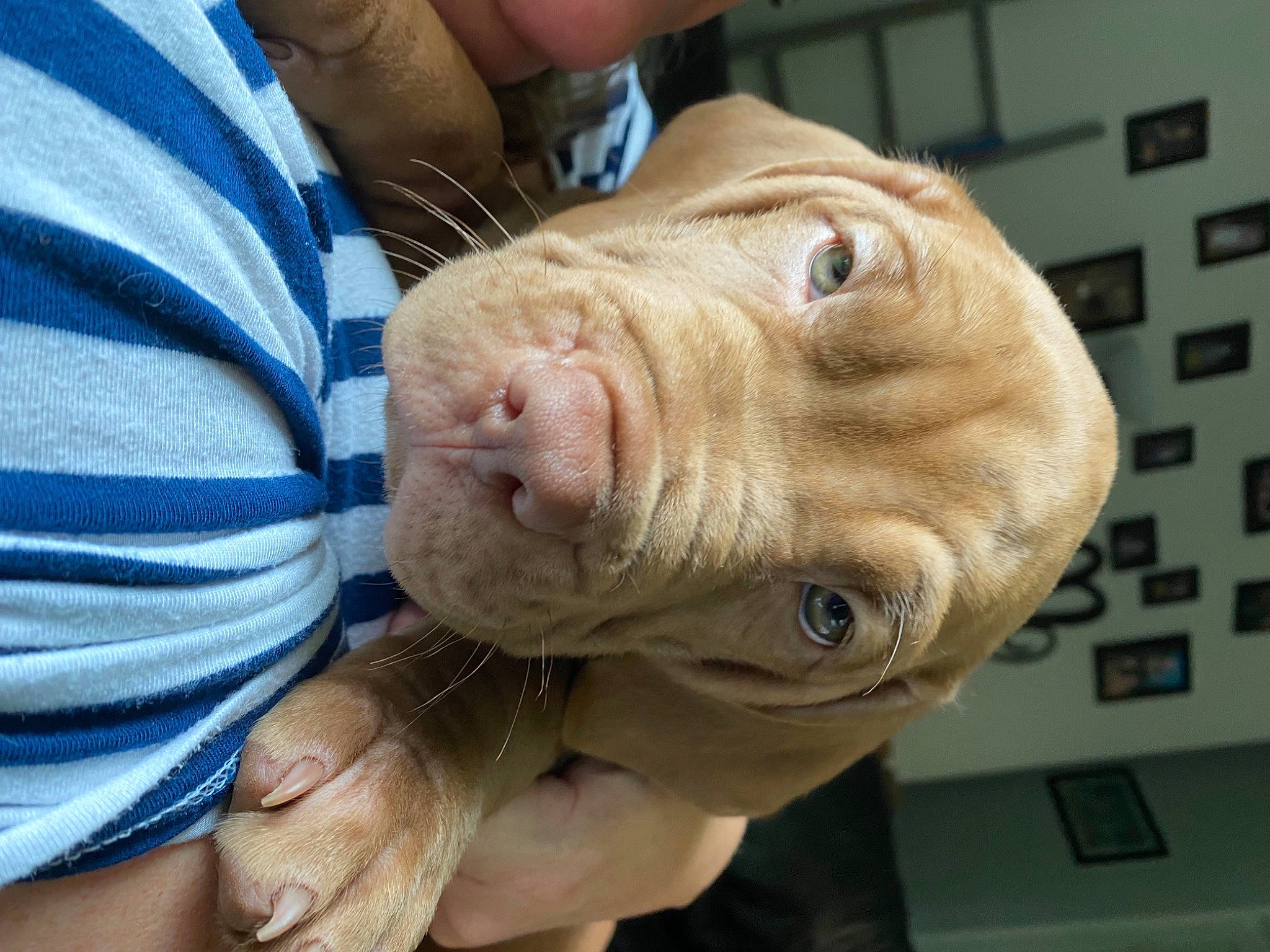 Sako joined the competition — help win amazing prizes! carnivore, dog, dog_breed, ear, fawn, finger, fur, gesture, jaw, liver, nail, nose, skin, snout, sporting_group, thumb, whiskers, working_animal, wrinkle, wrist