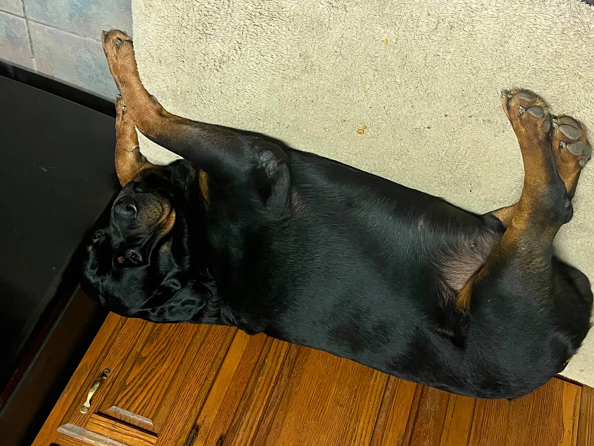 Kizer joined the competition — help win amazing prizes! canidae, carnivore, collar, comfort, companion_dog, dog, dog_breed, dog_collar, fawn, fur, grey, guard_dog, liver, sculpture, snout, sporting_group, tail, terrestrial_animal, wood, working_animal