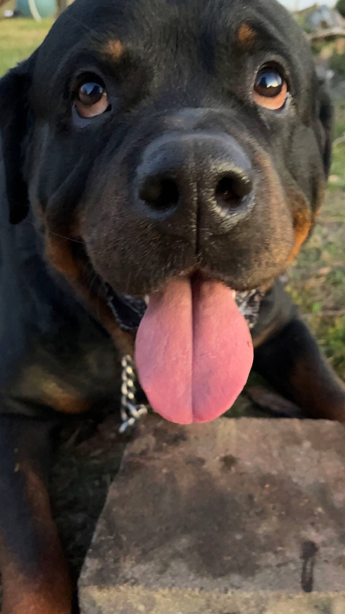 Kizer is registered to the contest to win money with this photo: borador, carnivore, close_up, collar, companion_dog, dog, dog_breed, dog_collar, fawn, fur, liver, molosser, pet_supply, plant, snout, sporting_group, terrestrial_animal, whiskers, working_animal, working_dog