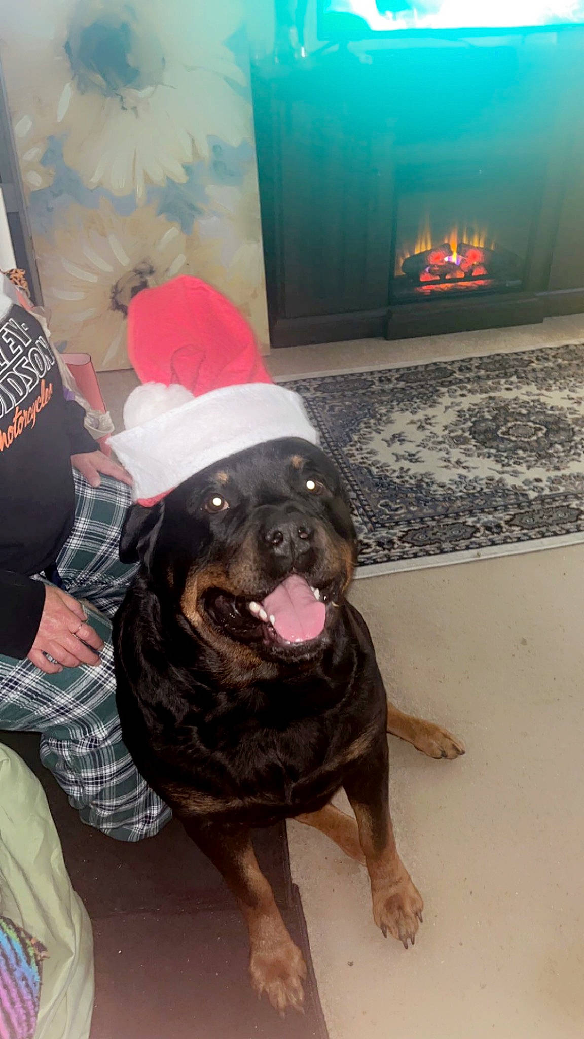 Kizer joined the competition — help win amazing prizes! canidae, carnivore, companion_dog, dog, dog_breed, dog_collar, event, fawn, fire_screen, fireplace, flooring, fun, fur, gas, guard_dog, hat, rottweiler, snout, sporting_group, wood_burning_stove