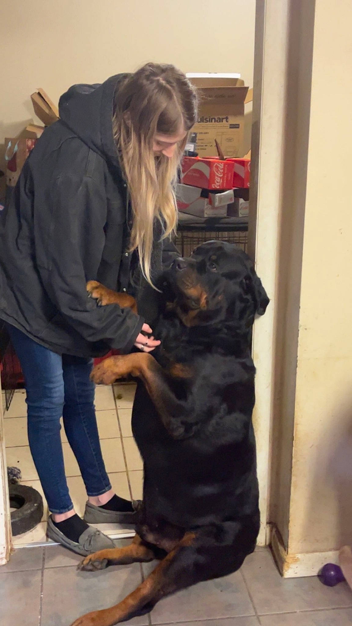 Kizer is registered to the contest to win money with this photo: canidae, carnivore, companion_dog, denim, dog, dog_breed, fashion, fashion_design, flooring, foot, fur, guard_dog, long_hair, room, sandal, sitting, sporting_group, thigh, working_dog