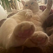 Citron a rejoint le concours — aidez-le/la à gagner de superbes lots ! animal, blanket, cat, closeup, comfort, cozy, cute, domestic, feline, fur, home, houseplant, indoor, mammal, paws, pet, relaxed, resting, soft_light, whiskers