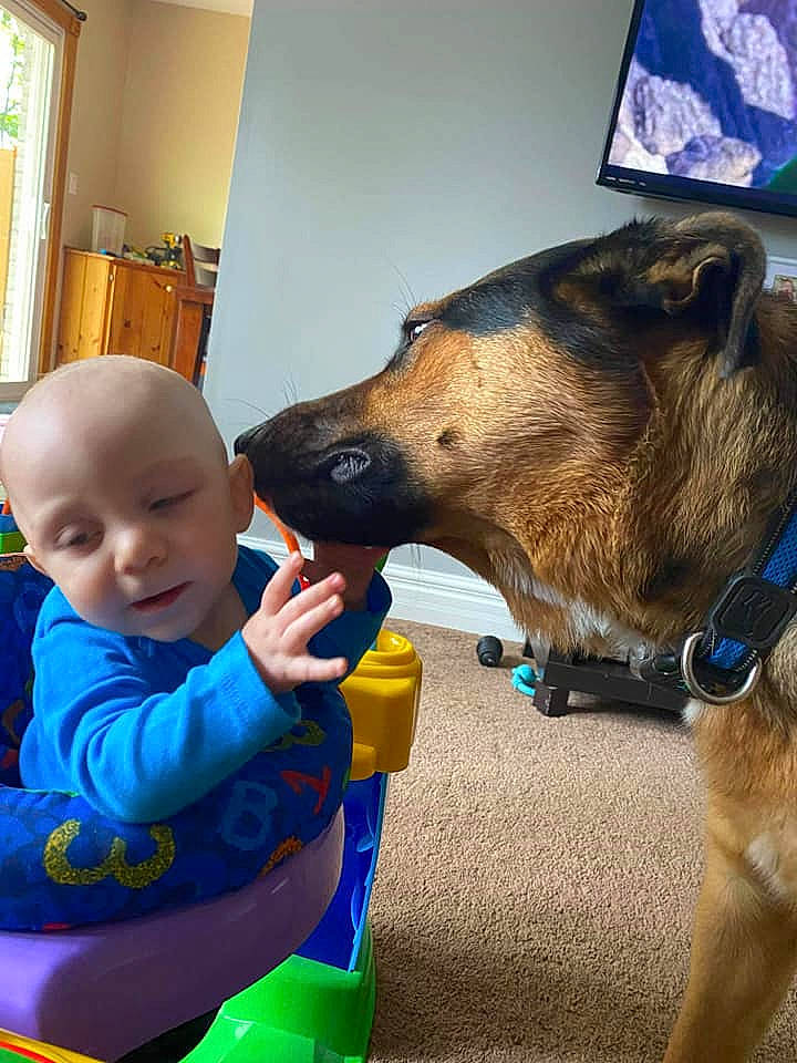 Karsen is registered to the contest to win money with this photo: baby, canidae, carnivore, child, chinook, dog, dog_breed, ear, fawn, fun, head, nose, person, play, smile, snout, toddler