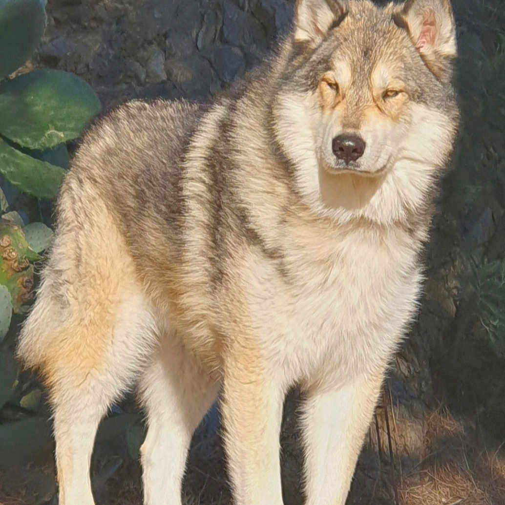 Lykaïos a rejoint le concours — aidez-le/la à gagner de superbes lots ! alert, animal, cactus, canine, closeup, daylight, desert, dog, fur, mammal, nature, outdoor, pet, portrait, rock, standing, sunlight, wildlife, wolf_like, wood