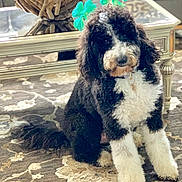 Olive is registered to the contest to win money with this photo: barbet, canidae, carnivore, cockapoo, companion_dog, dog, dog_breed, labradoodle, lagotto_romagnolo, mammal, portuguese_water_dog, rare_breed_dog, spanish_water_dog, sporting_group, toy_poodle, vertebrate