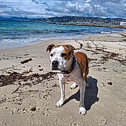 Ice a rejoint le concours — aidez-le/la à gagner de superbes lots ! dog, beach, sand, ocean, water, sky, clouds, collar, animal, pet, outdoor, nature, shore, waves, coast, daylight, brown, white, canine, landscape