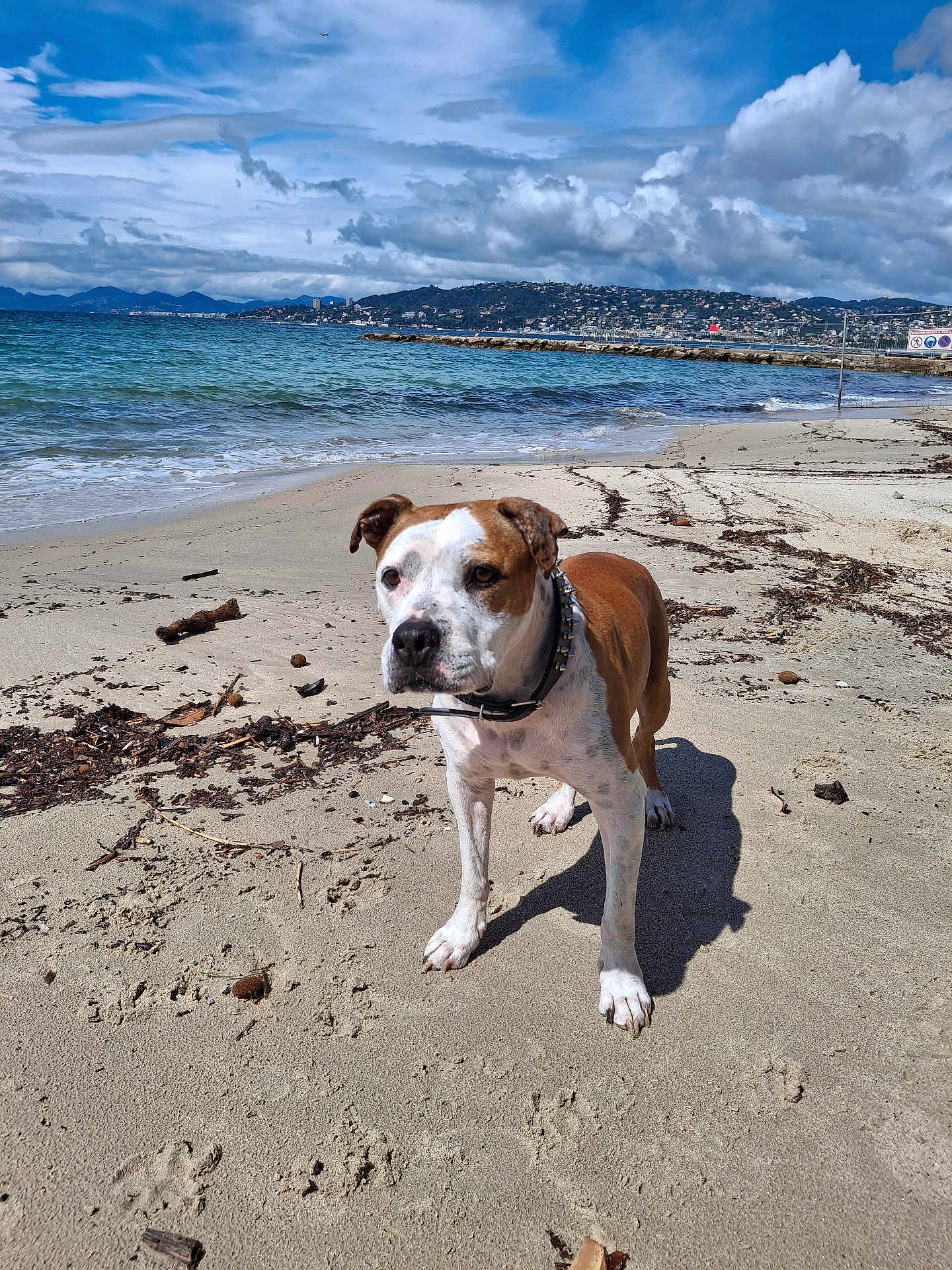 Ice a rejoint le concours — aidez-le/la à gagner de superbes lots ! dog, beach, sand, ocean, water, sky, clouds, collar, animal, pet, outdoor, nature, shore, waves, coast, daylight, brown, white, canine, landscape