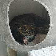 Maya a rejoint le concours — aidez-le/la à gagner de superbes lots ! cat, tortoiseshell_cat, sleeping, curled_up, pet, animal, feline, cat_tree, cubby, pet_bed, scratching_post, indoor, cozy, fluffy, fur, whiskers, resting, home, daylight, vertical_photo