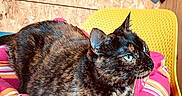 Maya a rejoint le concours — aidez-le/la à gagner de superbes lots ! cat, tortoiseshell_cat, pet, animal, feline, sitting, lounging, blue_eyes, whiskers, fur, multicolored_fur, black_cat, brown_fur, cushion, striped_cushion, chair, indoor, wooden_wall, portrait, cozy