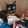 Maya a rejoint le concours — aidez-le/la à gagner de superbes lots ! cat, tortoiseshell, pet, animal, feline, green_eyes, whiskers, ears, indoor, laundry, clothes, hamper, blanket, bedroom, home, sitting, portrait, wide_eyed, textile, cozy